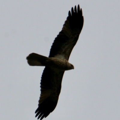 Haliastur sphenurus (Whistling Kite) at Albury - 9 Jun 2021 by PaulF