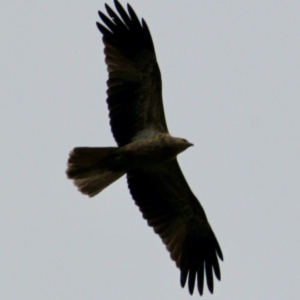 Haliastur sphenurus at Springdale Heights, NSW - 9 Jun 2021