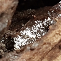 Unverified Other fungi on wood at Molonglo River Reserve - 9 Jun 2021 by trevorpreston