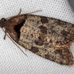 Rupicolana orthias (A tortrix or leafroller moth) at Melba, ACT - 21 Oct 2020 by Bron