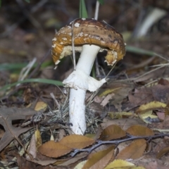 Amanita muscaria (Fly Agaric) at Higgins, ACT - 9 Jun 2021 by AlisonMilton