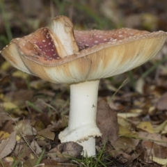 Amanita muscaria at Higgins, ACT - 9 Jun 2021 02:27 PM