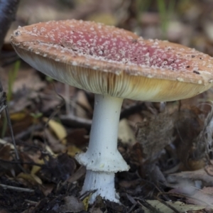 Amanita muscaria at Higgins, ACT - 9 Jun 2021