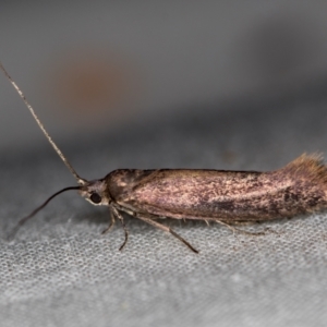 Tritymba unidentified species at Melba, ACT - 22 Oct 2020