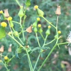 Senecio bathurstianus (Rough Fireweed) at Mount Ainslie - 8 Jun 2021 by JaneR