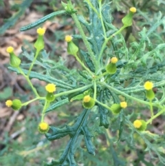 Senecio bathurstianus at Majura, ACT - 8 Jun 2021