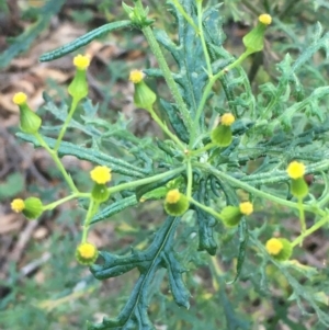 Senecio bathurstianus at Majura, ACT - 8 Jun 2021