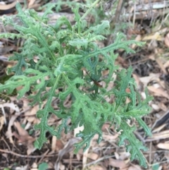 Senecio bathurstianus at Majura, ACT - 8 Jun 2021