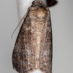 Stibaroma (genus) (A Line moth) at Melba, ACT - 22 Oct 2020 by Bron