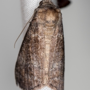 Stibaroma (genus) at Melba, ACT - 22 Oct 2020