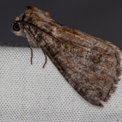 Stibaroma (genus) at Melba, ACT - 22 Oct 2020