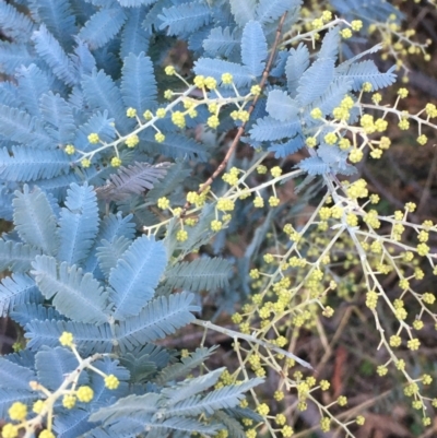 Acacia baileyana (Cootamundra Wattle, Golden Mimosa) at Mount Ainslie - 8 Jun 2021 by JaneR