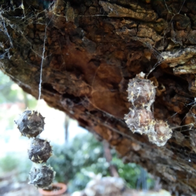 Celaenia calotoides (Bird-dropping spider) at Spence, ACT - 9 Jun 2021 by Watermilli