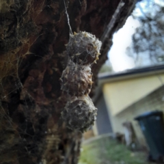 Celaenia calotoides at Spence, ACT - 9 Jun 2021 02:50 PM