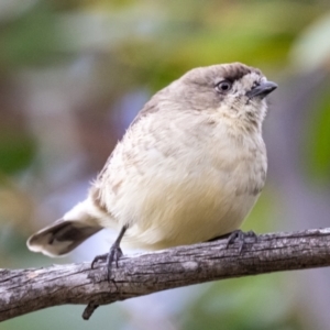 Aphelocephala leucopsis at Rendezvous Creek, ACT - 10 Apr 2021