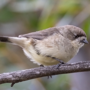 Aphelocephala leucopsis at Rendezvous Creek, ACT - 10 Apr 2021 12:10 PM