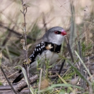 Stagonopleura guttata at Rendezvous Creek, ACT - suppressed