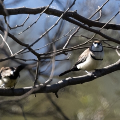 Stizoptera bichenovii (Double-barred Finch) at Coree, ACT - 13 Apr 2021 by JohnHurrell