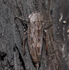 Cicadellidae (family) (Unidentified leafhopper) at ANBG - 8 Jun 2021 by TimL