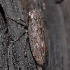 Cicadellidae (family) at Acton, ACT - 8 Jun 2021