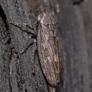 Cicadellidae (family) at Acton, ACT - 8 Jun 2021