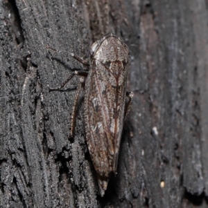 Cicadellidae (family) at Acton, ACT - 8 Jun 2021