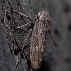 Cicadellidae (family) at Acton, ACT - 8 Jun 2021