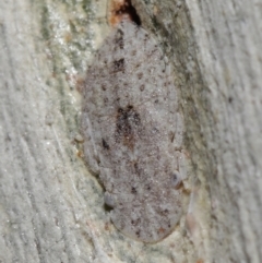 Ledrinae (subfamily) (A Flat-headed Leafhopper) at Downer, ACT - 8 Jun 2021 by TimL