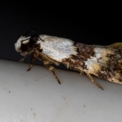Euphiltra eroticella (A concealer moth) at Melba, ACT - 20 Oct 2020 by Bron