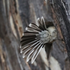 Rhipidura albiscapa (Grey Fantail) at Mount Ainslie - 9 Jun 2021 by jb2602