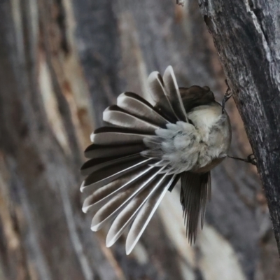 Rhipidura albiscapa (Grey Fantail) at Majura, ACT - 9 Jun 2021 by jb2602
