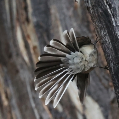 Rhipidura albiscapa (Grey Fantail) at Mount Ainslie - 9 Jun 2021 by jbromilow50