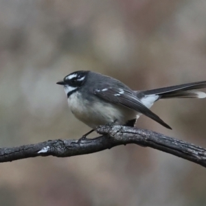 Rhipidura albiscapa at Majura, ACT - 9 Jun 2021 05:16 PM