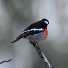 Petroica boodang (Scarlet Robin) at Majura, ACT - 9 Jun 2021 by jb2602