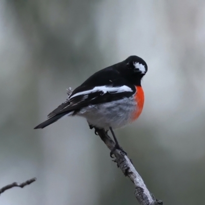 Petroica boodang (Scarlet Robin) at Majura, ACT - 9 Jun 2021 by jbromilow50