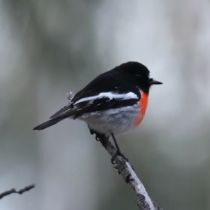 Petroica boodang at Majura, ACT - 9 Jun 2021