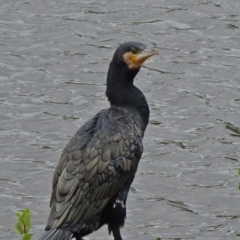 Phalacrocorax carbo (Great Cormorant) at Mount Ainslie to Black Mountain - 2 Jan 2021 by JanetRussell