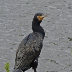 Phalacrocorax carbo (Great Cormorant) at Parkes, ACT - 2 Jan 2021 by JanetRussell