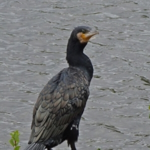 Phalacrocorax carbo at Parkes, ACT - 2 Jan 2021