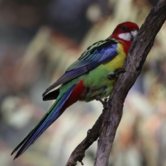 Platycercus eximius (Eastern Rosella) at Ainslie, ACT - 9 Jun 2021 by jb2602