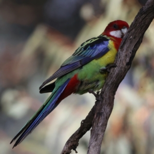 Platycercus eximius at Ainslie, ACT - 9 Jun 2021