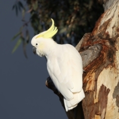 Cacatua galerita (Sulphur-crested Cockatoo) at Mount Ainslie - 9 Jun 2021 by jb2602