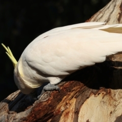 Cacatua galerita at Ainslie, ACT - 9 Jun 2021