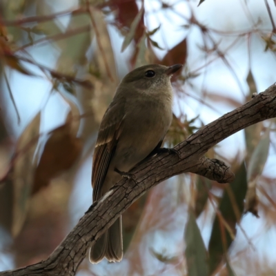 Pachycephala pectoralis (Golden Whistler) at Majura, ACT - 9 Jun 2021 by jb2602