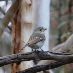 Pachycephala pectoralis (Golden Whistler) at Majura, ACT - 9 Jun 2021 by jb2602