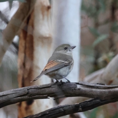 Pachycephala pectoralis (Golden Whistler) at Majura, ACT - 9 Jun 2021 by jb2602