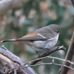 Pachycephala pectoralis at Majura, ACT - 9 Jun 2021 05:21 PM