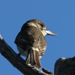 Cracticus torquatus (Grey Butcherbird) at Mount Ainslie - 6 Jun 2021 by jb2602