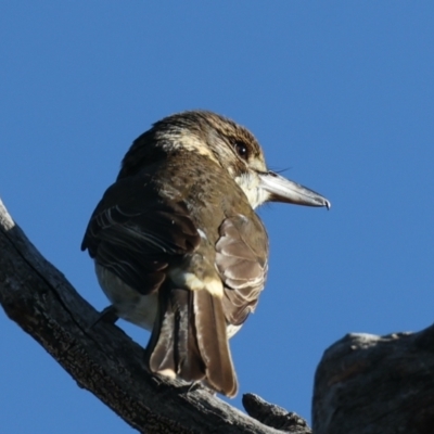 Cracticus torquatus (Grey Butcherbird) at Mount Ainslie - 6 Jun 2021 by jb2602
