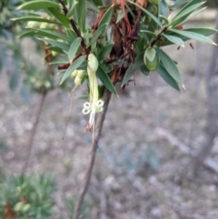 Styphelia triflora (Five-corners) at Watson, ACT - 7 Jun 2021 by WalterEgo